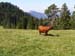 Pieniny60
